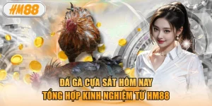Đá gà cựa sắt hôm nay: Tổng hợp kinh nghiệm từ HM88
