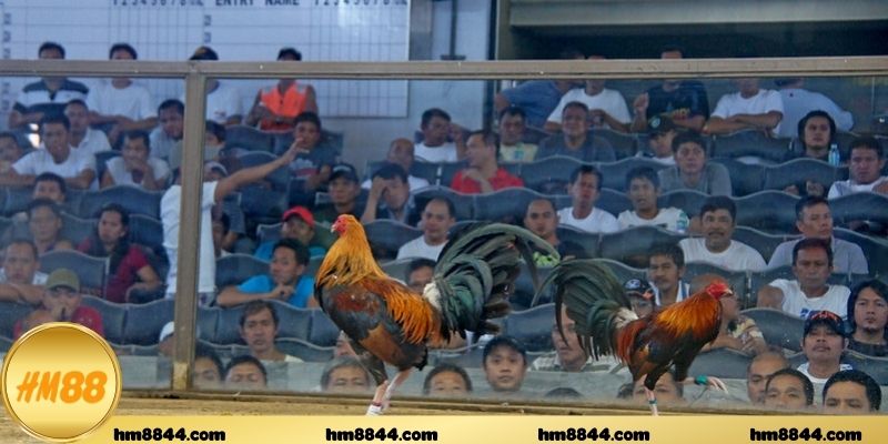 Khám phá sức hấp dẫn vô cùng khi xem đá gà Thomo