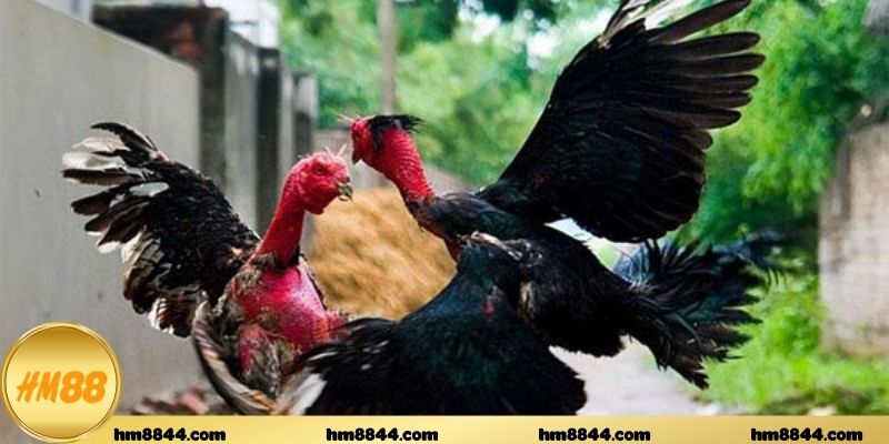 Kinh nghiệm phân tích của những tay chơi lâu năm