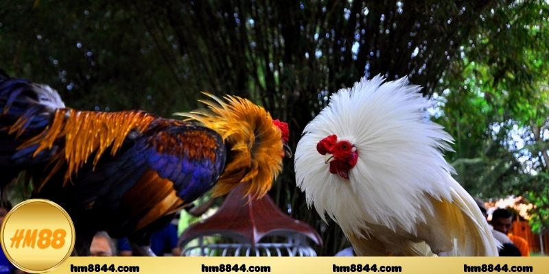 Lưu ý quan trọng khi anh em chọn trang giải trí trực tuyến