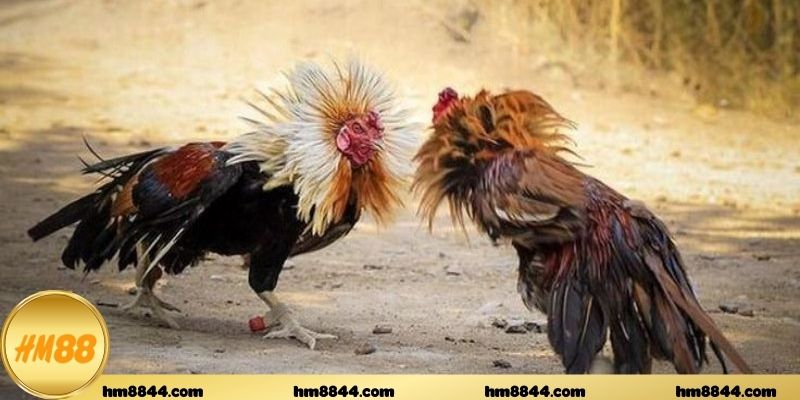 Mẹo xem sới gà Thomo một cách tốt nhất