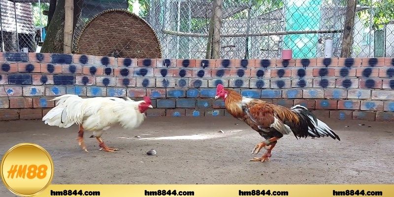 Sự minh bạch và an toàn trong từng trận đấu